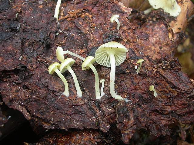 Prima  dell�era  glaciale